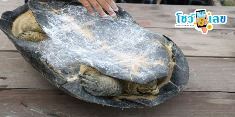 เต่าเข้าบ้านหมายความว่า-"A turtle entering the house means"