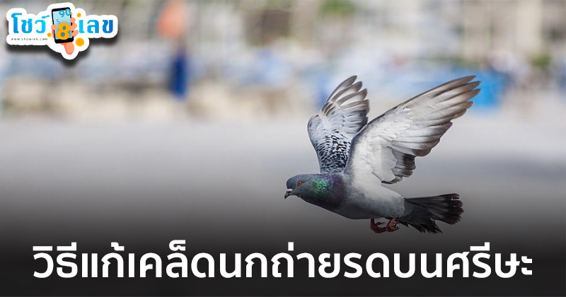 ขี้นกตกใส่ เลขเด็ด-"Bird droppings fall on lucky numbers"