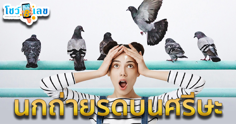 นกถ่ายรดบนศรีษะ-"Bird poops on head"