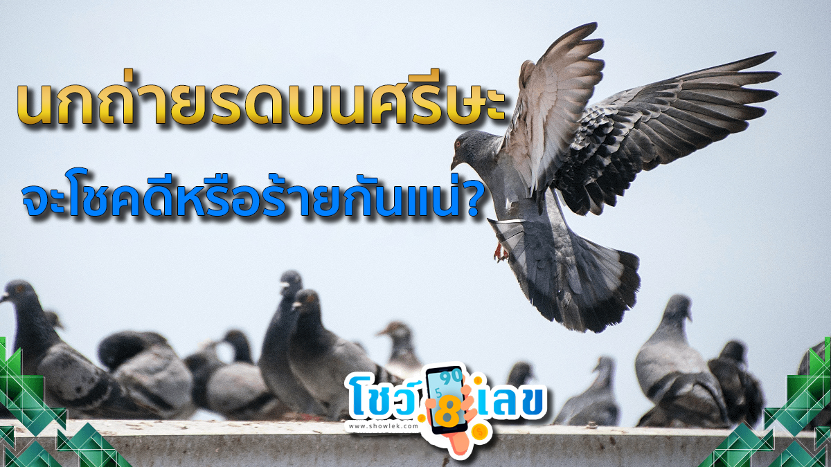 เปิดคำทำนายเกี่ยวกับ นกถ่ายรดบนศรีษะ กับความเชื่อโบราณว่าจะโชคดีหรือร้ายกันแน่? และมีเลขเด็ดอะไรบ้าง มาดูกันเลย
