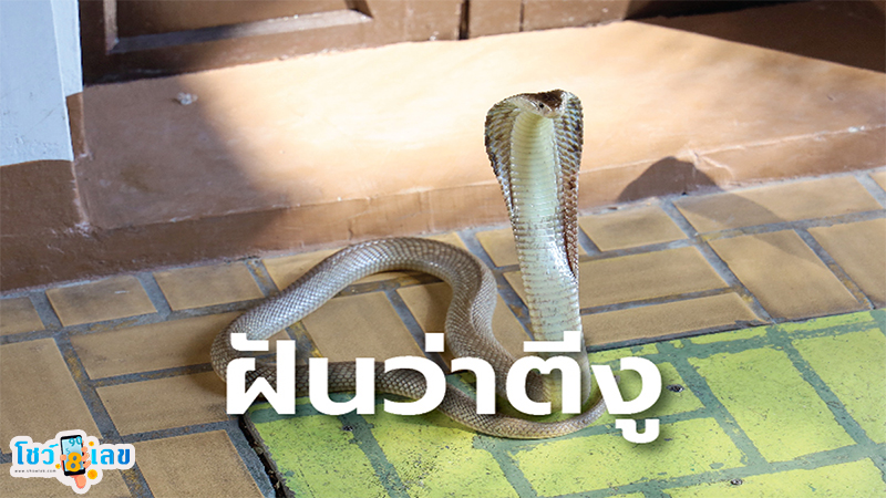 ฝันว่าตีงู เลขเด็ด-"Dreamed of hitting a snake to death"