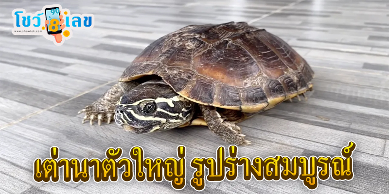 ฝันเห็นเต่า ถูกรางวัลที่ 1-"Dreamed of seeing a turtle, won first prize"