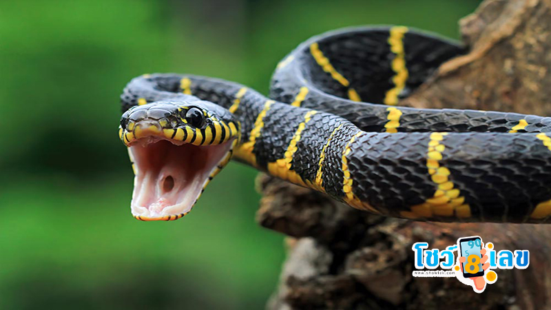 ฝันว่างูรัดแขนขวา-"Dreamed that a snake was strangling my right arm."