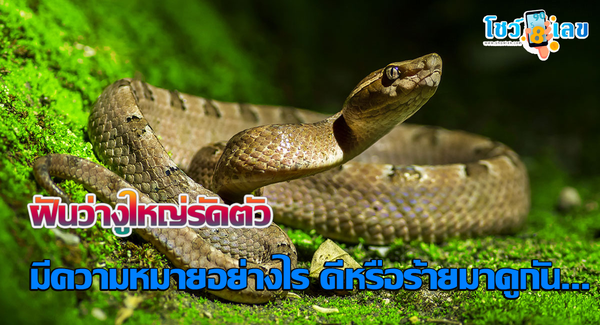 ฝันว่างูใหญ่รัดตัว ทำนายว่าอย่างไร? พร้อมตีเลขเด็ด ตามความฝัน ดูคำทำนาย แม่น ๆ ได้ที่นี่ showlek