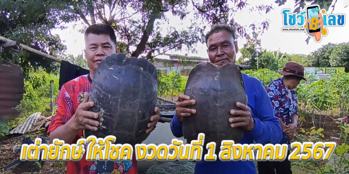 เต่ายักษ์ เชื่อให้โชค! เต่ายักษ์คล้าย “พระสมเด็จ” กระดองร้าว คลานเข้าบ้าน จับโรยแป้งส่องเลขเด็ด ลุ้นโชควันที่ 1/8/67