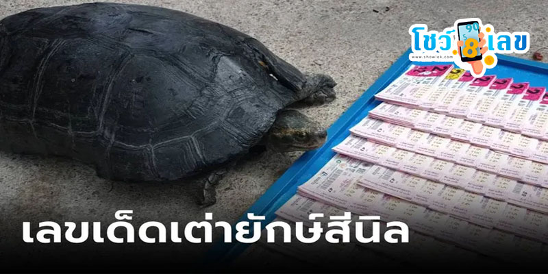 เต่ายักษ์ ให้โชค -"Is it good for turtles to enter the house"