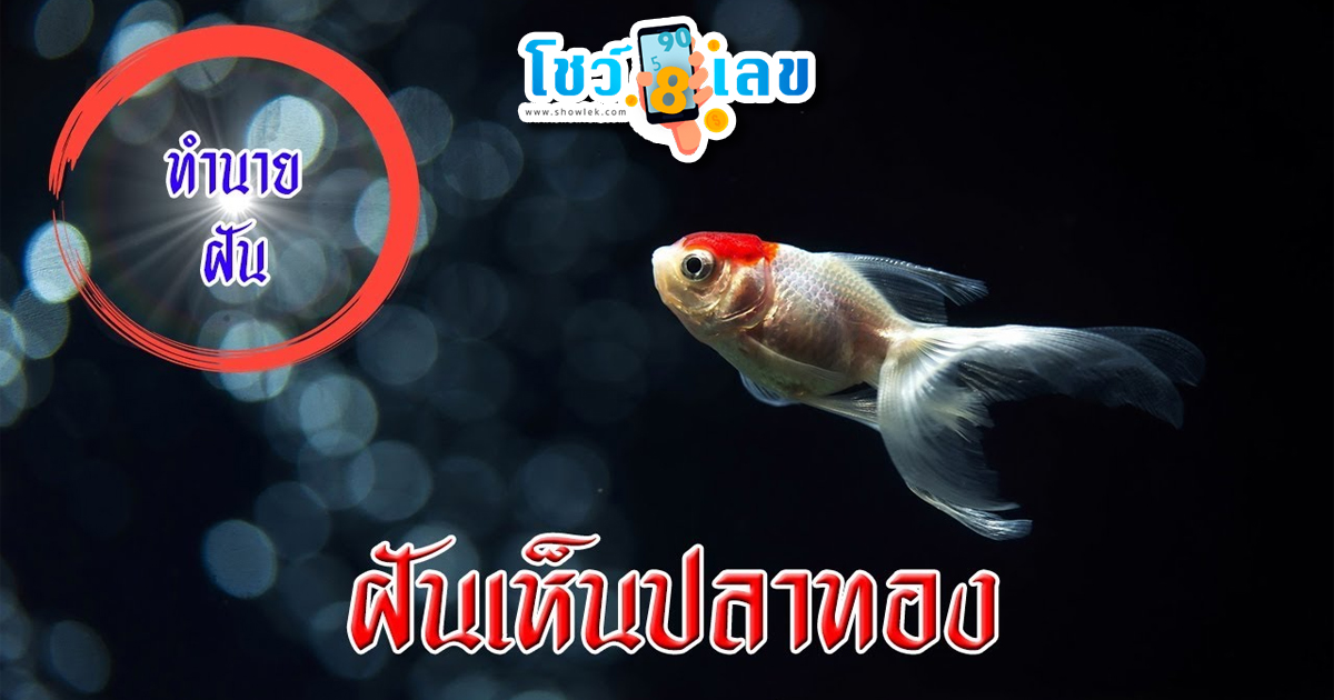 ฝันเห็นปลาทอง-"Dream of seeing a goldfish"