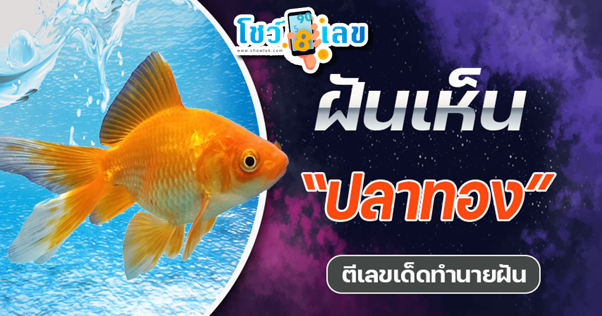 ฝันเห็นปลาทอง ทำนายว่าอย่างไร? พร้อมเลขเด็ด แม่นๆ ที่เกี่ยวกับความฝัน เช็กเลย !