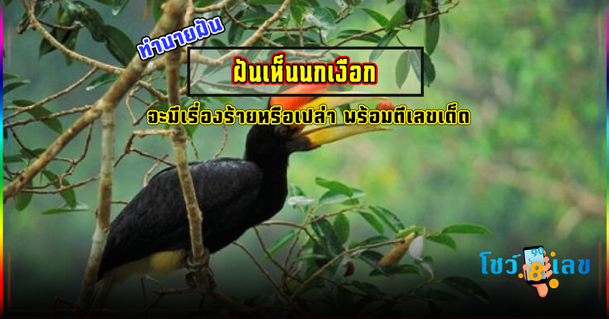 ฝันเห็นนกเงือก ทำนายว่าอย่างไร? พร้อมเลขเด็ด แม่นๆ ที่เกี่ยวกับความฝัน เช็กเลย !