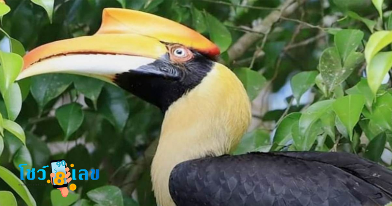ฝันเห็นนกเงือก - " Dream of seeing a hornbill"