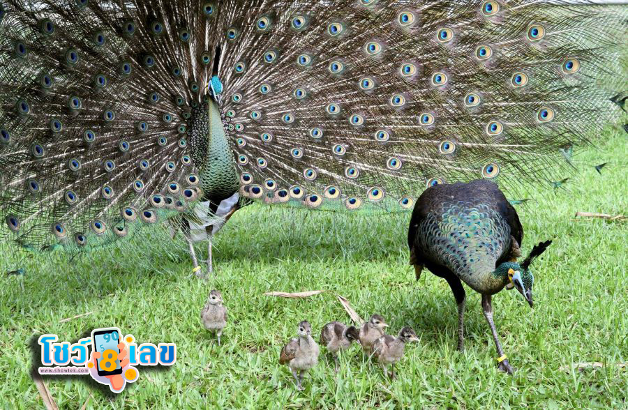 ฝันเห็นนกยูงกางปีก - "Dream of seeing a peacock spread its wings"