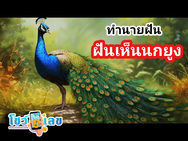 ฝันเห็นนกยูง - "Dream of seeing. a peacock"