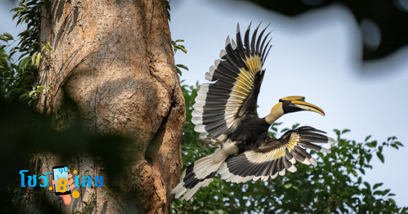 ฝันเห็นนกเงือก2ตัว -" Dreamed of seeing 2 hornbills "