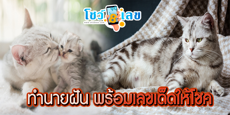 ฝันเห็นแมวคลอดลูก2ตัว-"Dreamed of seeing a cat giving birth to 2 kittens."