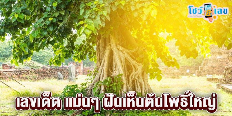 ฝันเห็นต้นโพธิ์สวยงาม -"Dreaming of seeing a beautiful Bodhi tree"