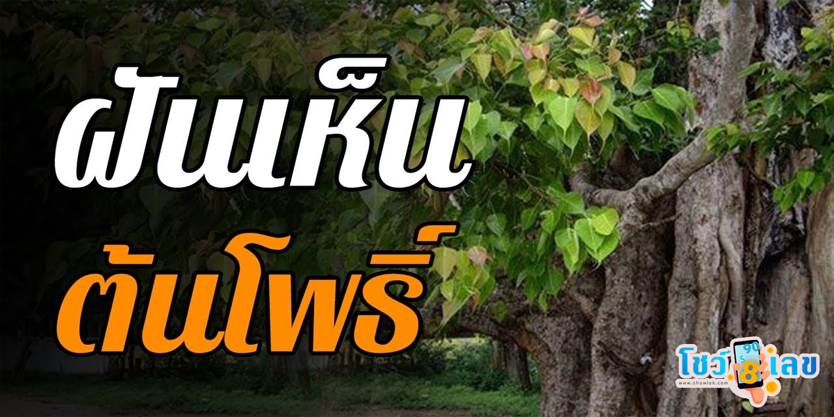 ฝันเห็นต้นโพธิ์ใหญ่ ทำนายว่าอย่างไร? พร้อมเลขเด็ด แม่นๆ ที่เกี่ยวกับความฝัน เช็กเลย !