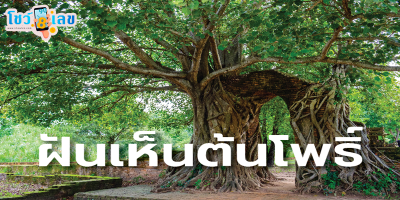 ฝันเห็นต้นโพธิ์ใหญ่-"Dreaming of seeing a big Bodhi tree"