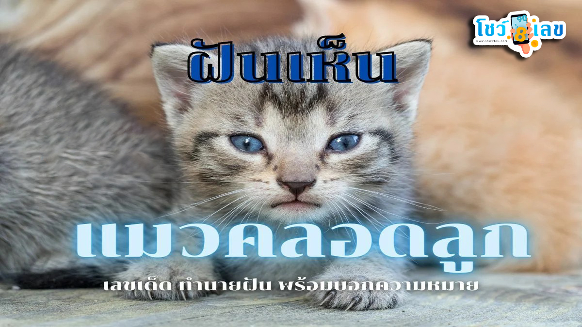 ฝันว่าเห็นแมวคลอดลูก ทำนายว่าอย่างไร? พร้อมเลขเด็ด แม่นๆ ที่เกี่ยวกับความฝัน เช็กเลยฟรี !