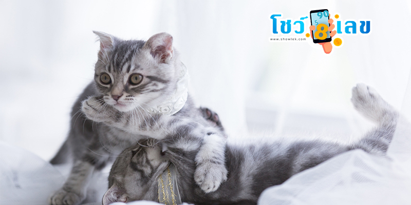 ฝันว่าแมวคลอดลูก เลขเด็ด-"Dreaming that a cat gives birth. Lucky numbers."