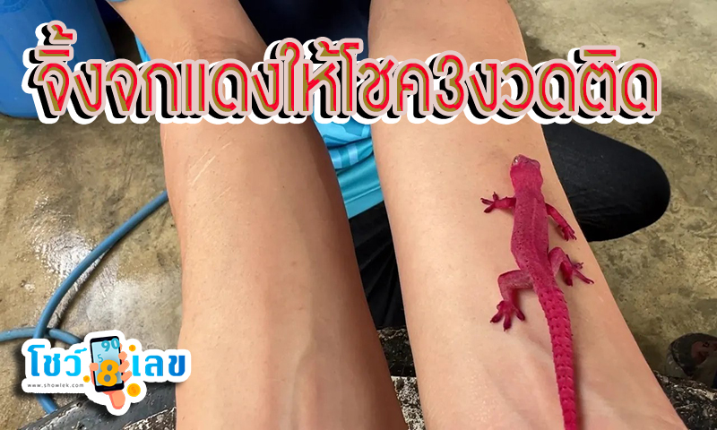 จิ้งจกแดง -"red lizard"