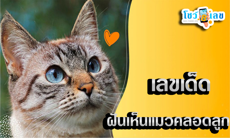 ฝันเห็นแมวออกลูก เลขเด็ด -"Dreaming of a cat giving birth, lucky number."