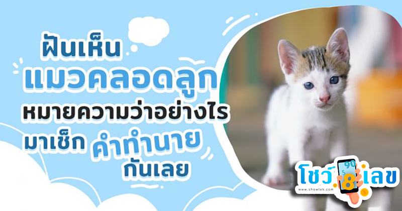 ฝันว่าเห็นแมวคลอดลูก -"Dreaming of seeing a cat giving birth"
