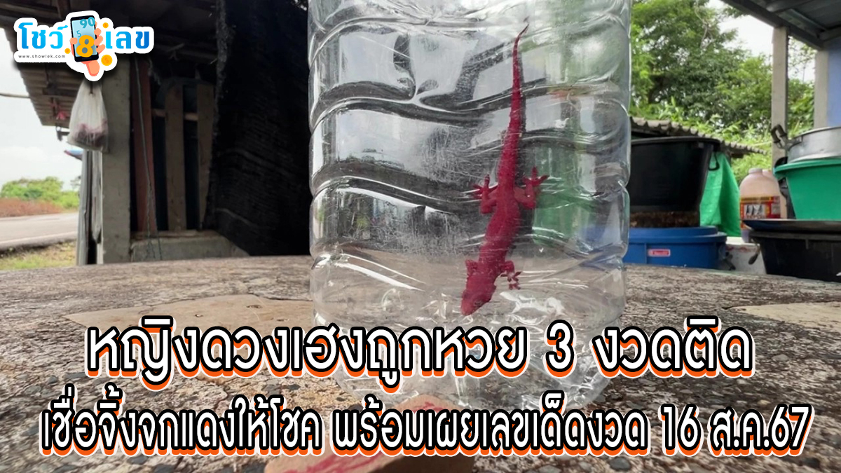 หญิงดวงเฮงถูกหวย 3 งวดติด เชื่อ จิ้งจกแดง ให้โชค พร้อมเผยเลขเด็ด เสี่ยงโชคงวดวันที่ 16 ส.ค 67