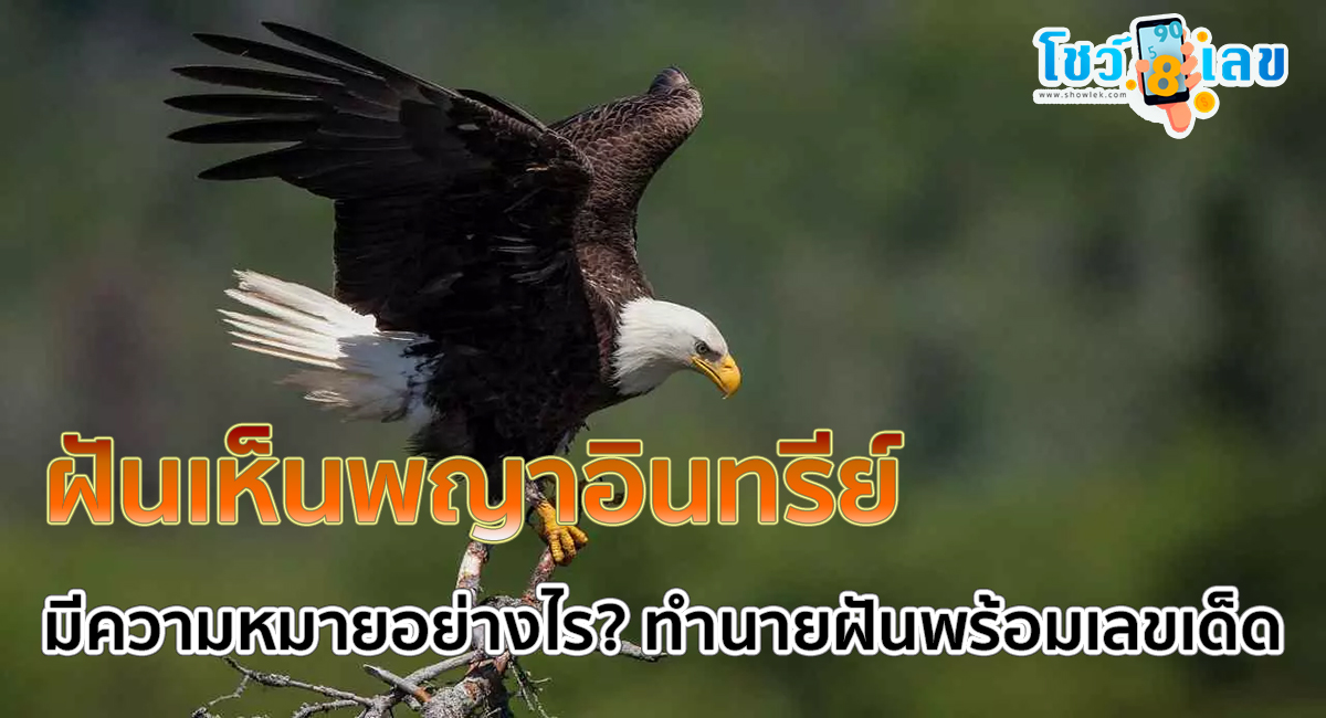 ฝันเห็นพญาอินทรีย์ หมายความว่าอย่างไร ทำนายฝันแม่นๆพร้อมเลขให้โชค เช็กเลยที่ Showlek!!!
