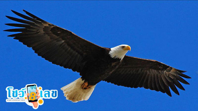 ฝันเห็นเหยี่ยวตัวใหญ่-"Dream of seeing a big hawk"