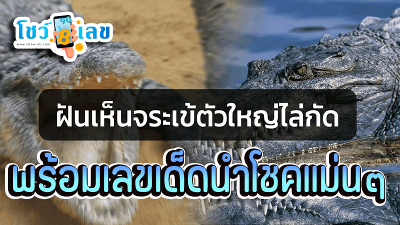 ฝันเห็นจระเข้ตัวใหญ่ 1 ตัวไล่กัด -"Dreamed of seeing a large crocodile chasing and biting." 