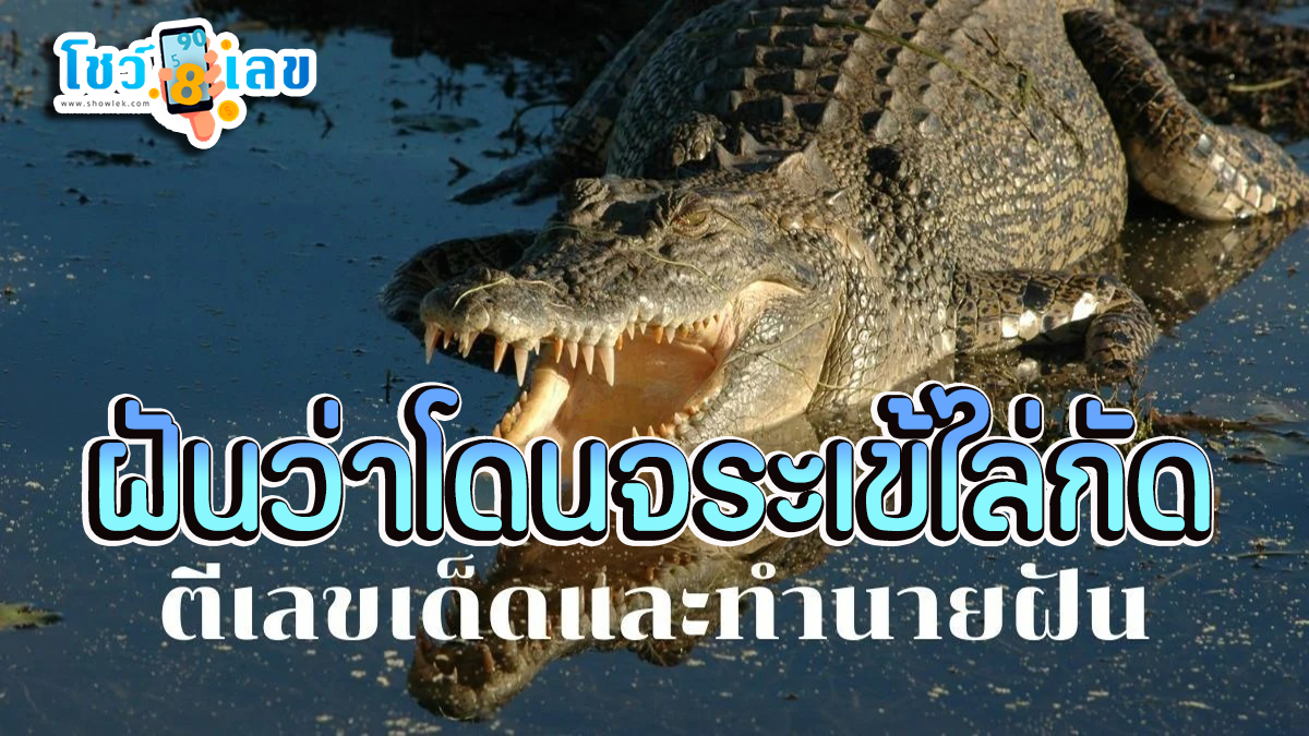 ฝันว่าโดนจระเข้ไล่กัด ทำนายว่าอย่างไร? พร้อมเลขเด็ด แม่นๆ ที่เกี่ยวกับความฝัน เช็กเลย !