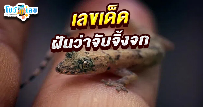ฝันเห็นจิ้งจก เลขเด็ด-"Dreaming of a lizard, lucky numbers"