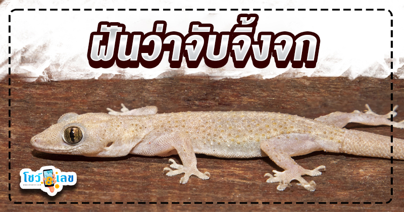 ฝันจับจิ้งจก-"Dreaming of catching a lizard"