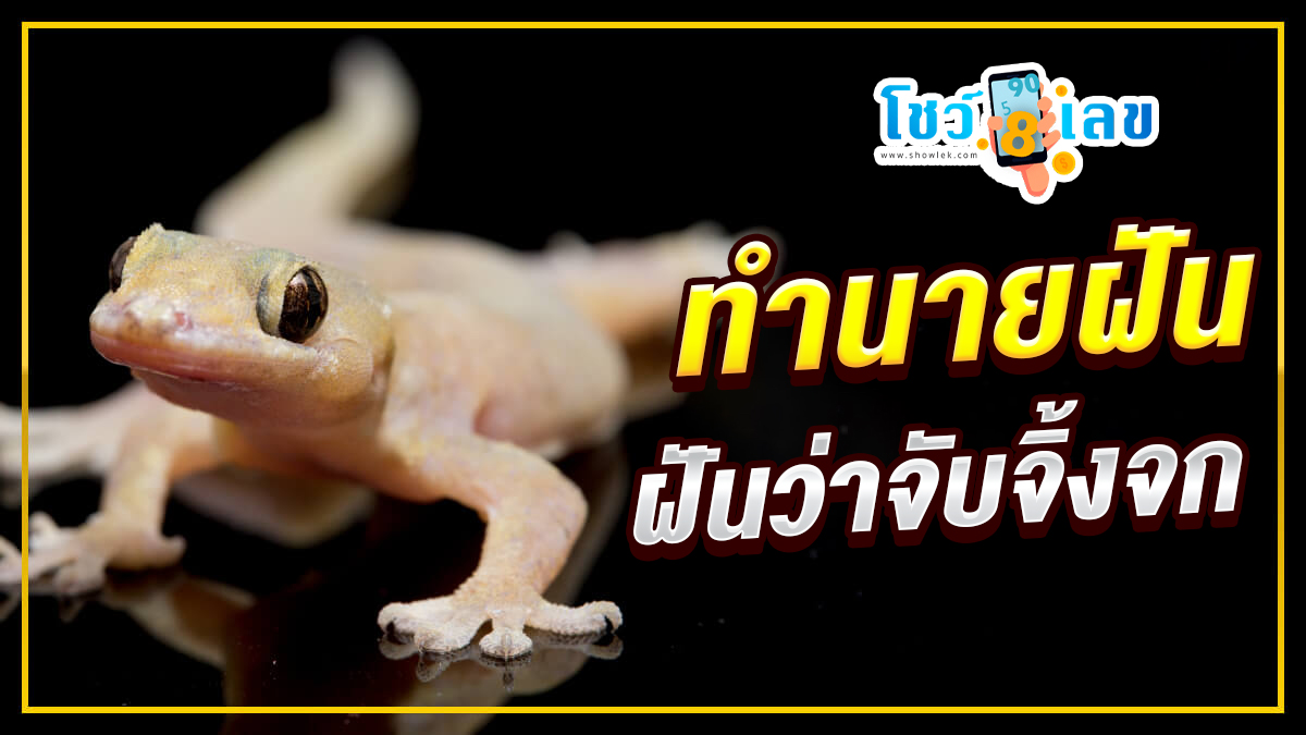 ฝันจับจิ้งจก ทำนายว่าอย่างไร? พร้อมเลขเด็ด แม่นๆ ที่เกี่ยวกับความฝัน เช็กเลย !
