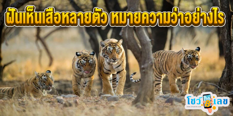 ฝันเห็นเสือหลายตัว -"I dreamt of seeing many tigers."