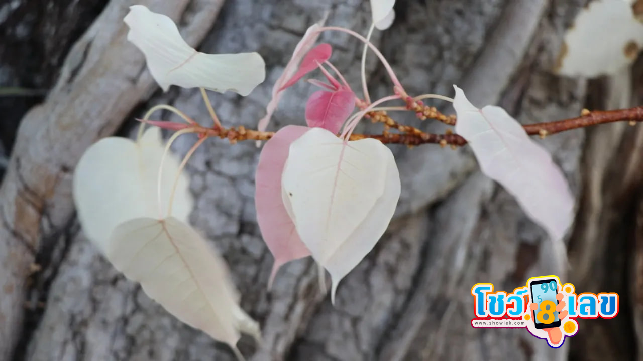 แนวทางหวย -"Lottery guidelines"