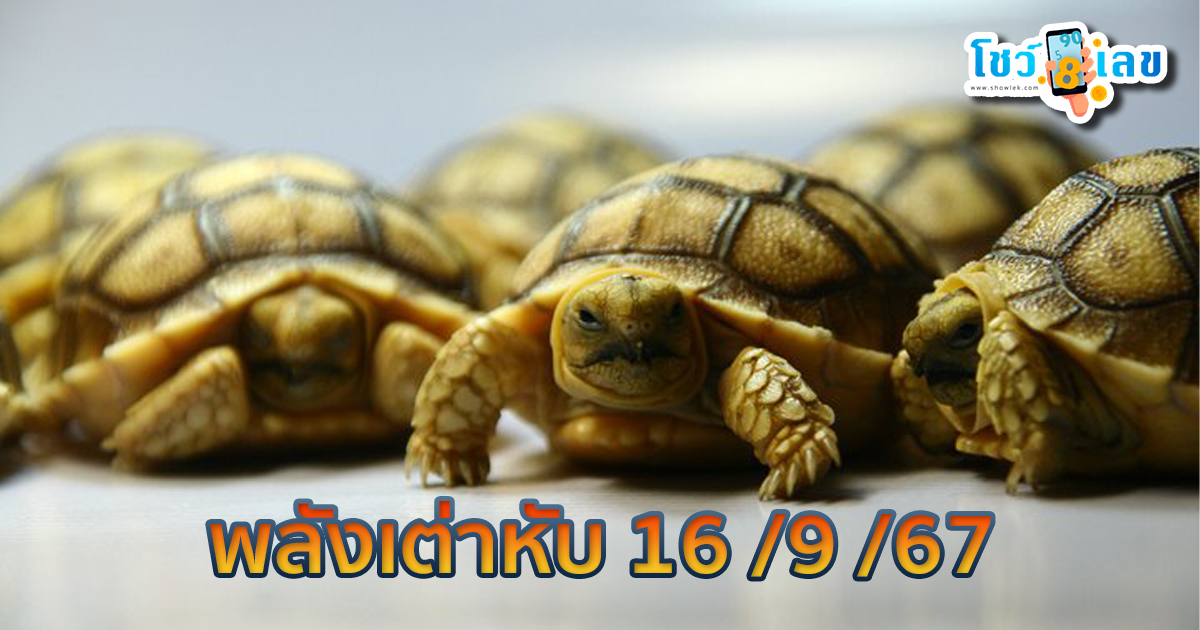 พลังเต่าหับ 16 9 67 แนวทางหวยรัฐบาลไทย !! ติดตามเลขเด็ด เเม่นๆ ก่อนใคร ได้ที่นี่ showlek.com