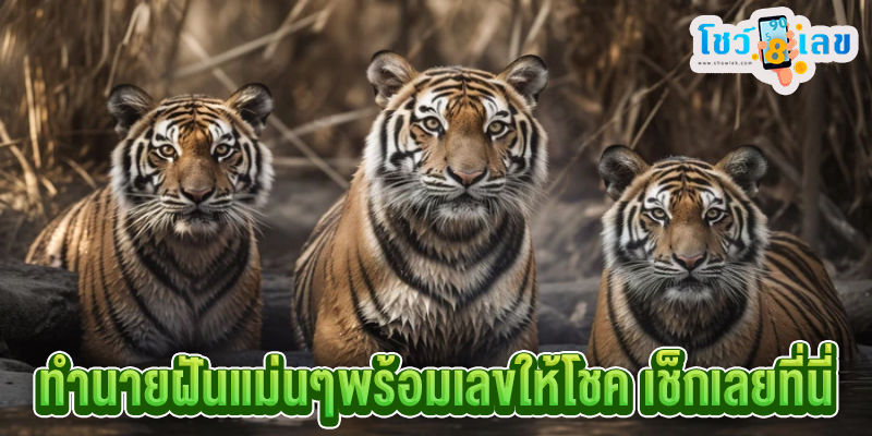 ฝันเห็นเสือตีเป็นเลขอะไร -"What number is it when you dream of seeing a tiger?"