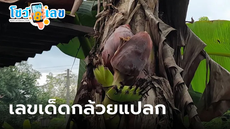 คนท้องเจอต้นกล้วยแปลก-"A pregnant woman found a strange banana tree."