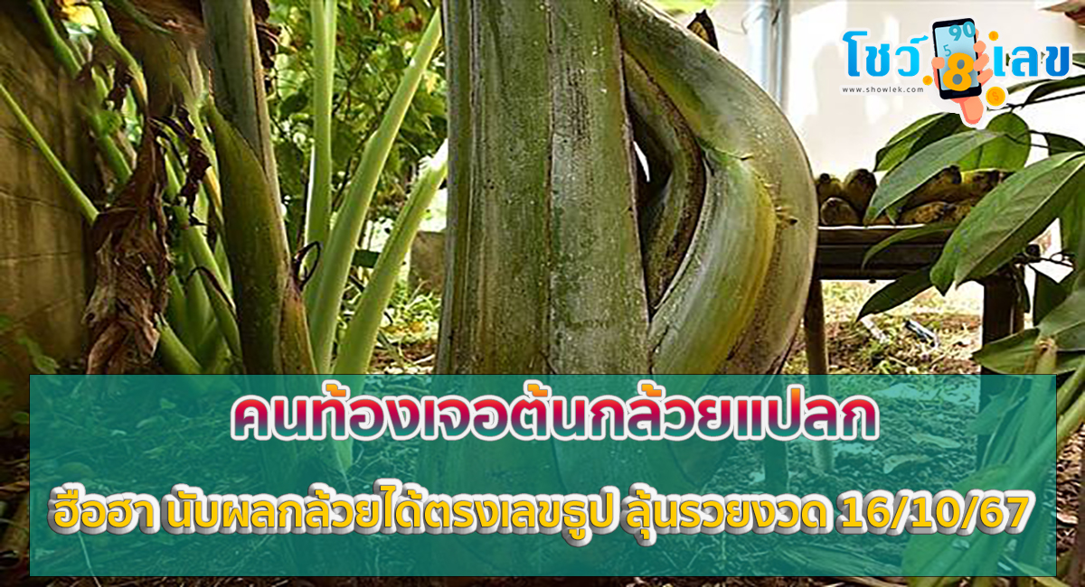 คนท้องเจอต้นกล้วยแปลก แทงปลีกลางลำต้น ฮือฮา นับผลกล้วยได้ตรงเลขธูป คอหวยไม่พลาดเสี่ยงโชค งวด 16 ต.ค.67