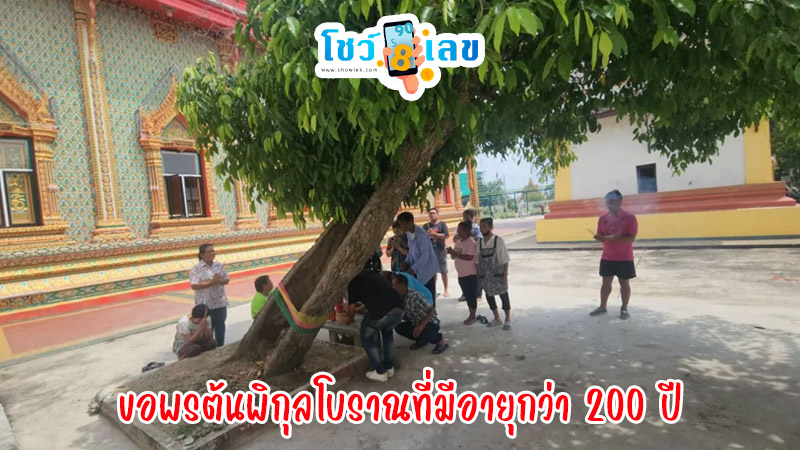 ความเชื่อ ต้นพิกุลแปลก-"Belief in the strange Pikun tree"