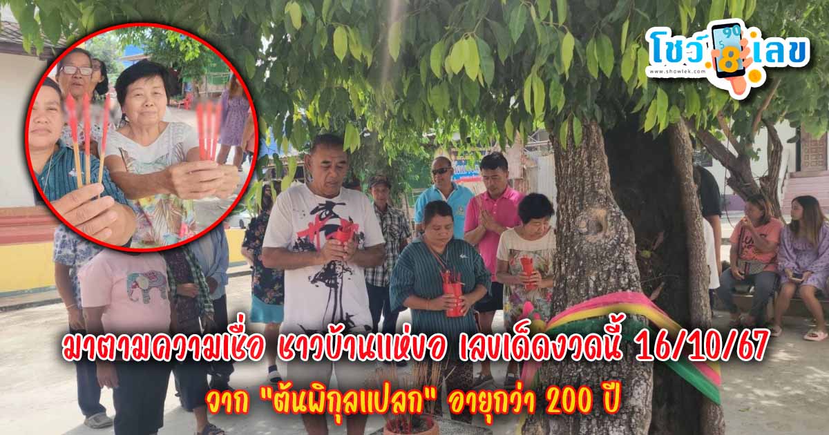 มาตามความเชื่อ ชาวบ้านแห่ขอ เลขเด็ดงวดนี้ 16/10/67 จาก “ต้นพิกุลแปลก” อายุกว่า 200 ปี