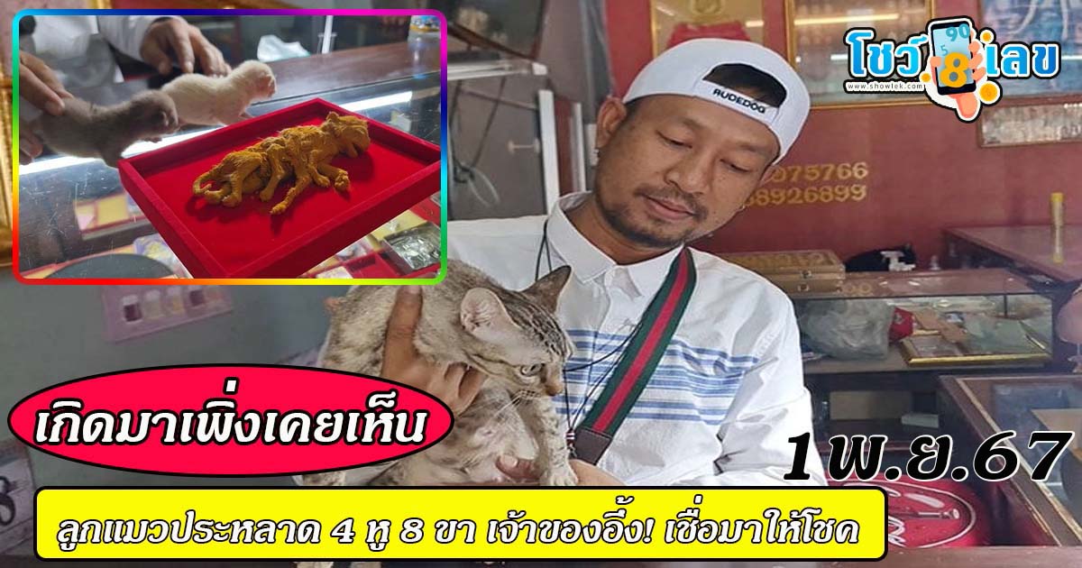 เจ้าของอึ้ง! เกิดมาเพิ่งเคยเห็น แมวคลอดลูก รอด 2 ตาย 1 ดูดีๆ มี 4 หู 8 ขา สร้างความฮือฮาในชุมชน!