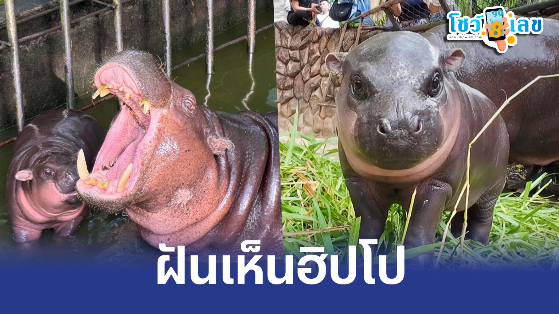 ฝันเห็นฮิปโปไล่กัด-"Dream of seeing a hippo bite you"