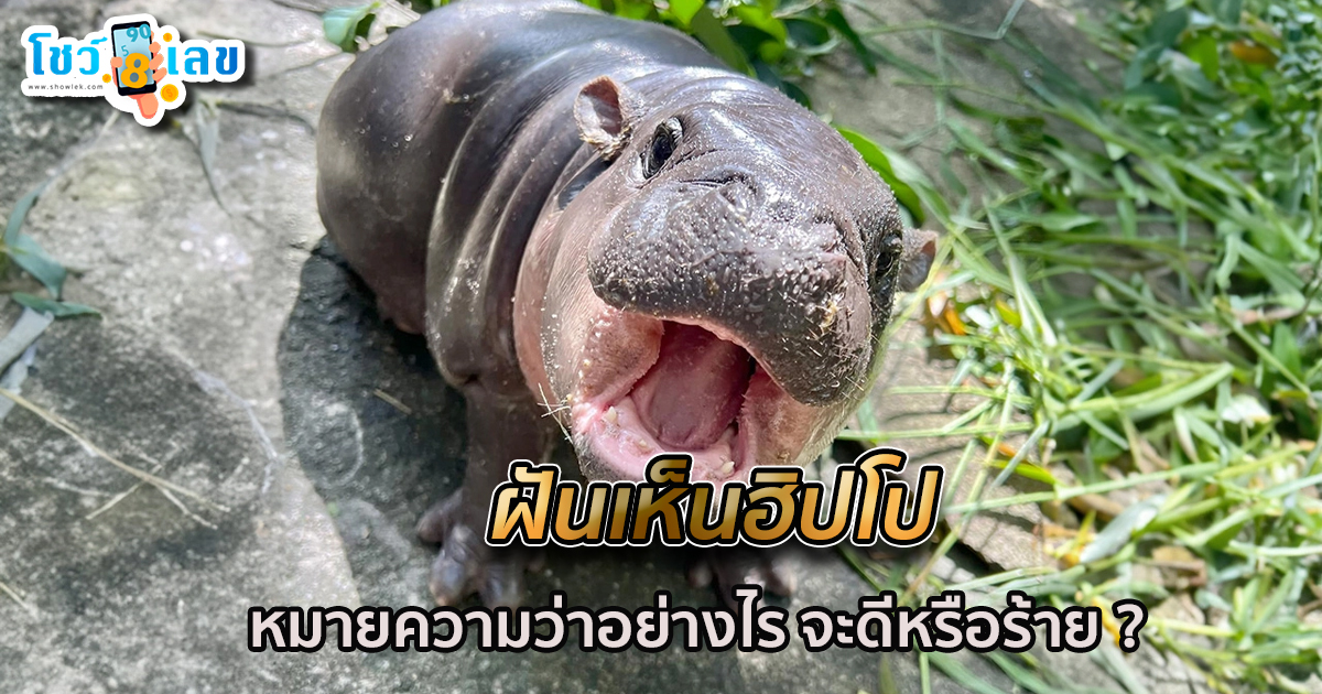 ฝันเห็นฮิปโป หมายความว่าอย่างไร จะดี หรือ ร้าย หาความหมายพร้อม เลขเด็ดให้โชค!! เช็กเลยที่ showlek