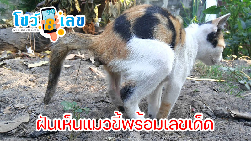 ฝันเห็นขี้แมว เต็ม กระบะ ทราย-"Dream of seeing cat poop all over the litter box."