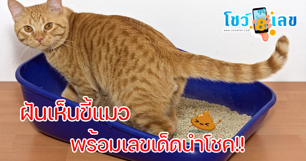 รวมคำทำนาย ฝันเห็นขี้แมว ฝันเห็นขี้แมวในบ้าน ฝันเห็นขี้แมวหลายกอง ทำนายเป็นฝันดีหรือร้าย พร้อมเลขเด็ดนำโชค!!