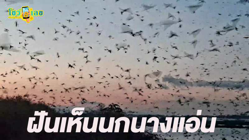 ฝันเห็นนกนางแอ่น-"Dream of seeing a swallow"