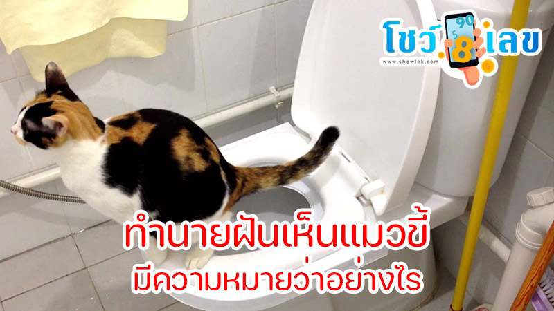 ฝันเห็นขี้แมว-"Dreaming-of-cat-poop-on-your-hands"