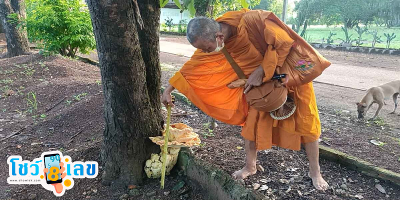 เลขเด็ดเห็ดสีทอง -"Golden mushroom lucky numbers"